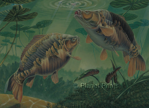 Carp Feeding on Anglers Bait