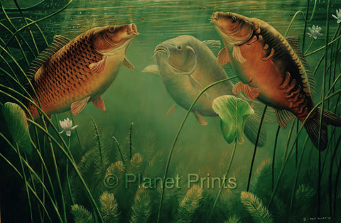 Three Carp Feeding in Water Angling Illustration