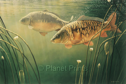 Two Mirror Carp Swimming Carp Fishing