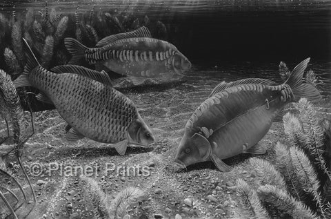 Three Carp Feeding at Midnight Fishing Art