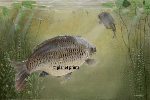 Summer Cruising by David Higgingbottom, Carp Art