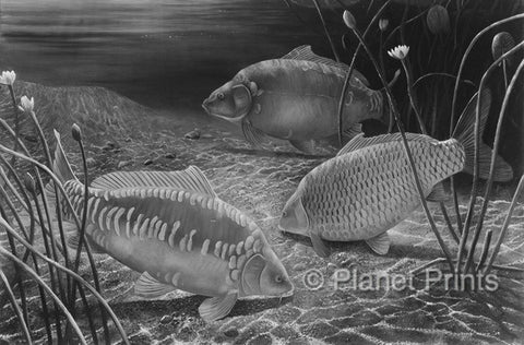 Carp Feeding on Gravel at Night Fishing