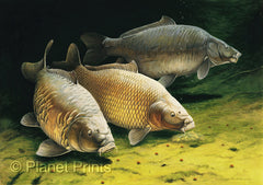 Carp Fishing Art