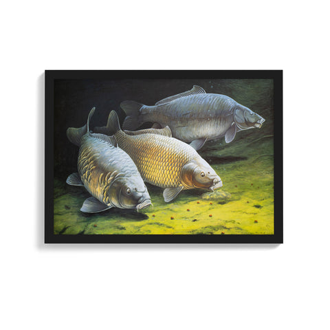 A3 Framed Three Cautious Carp