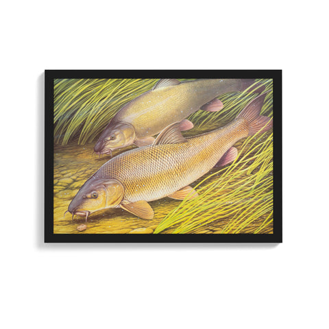 A3 Framed Barbel