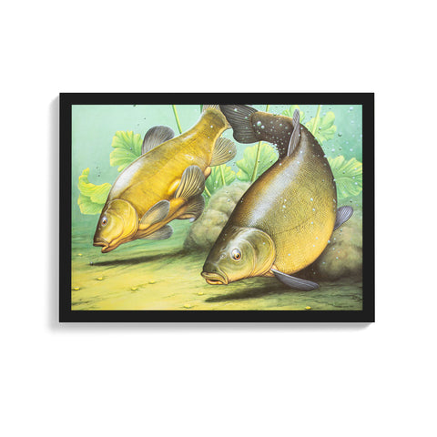 A3 Framed Tench