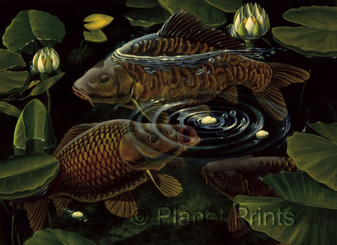 Carp Fish Feeding on Floaters