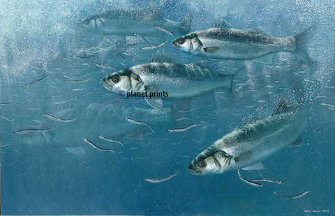 Bass and Sandeels by David Miller, Fishing Art