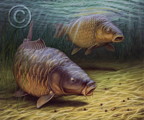 Two Cautious Carp Feeding on Anglers Bait