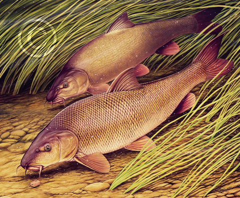 Barbel Feeding in River on Anglers Bait
