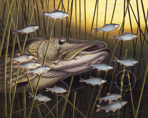 T-shirt Terapia Pesce Pesca Pescatore Carpa Tench Scarafaggio Pike - Foto 10