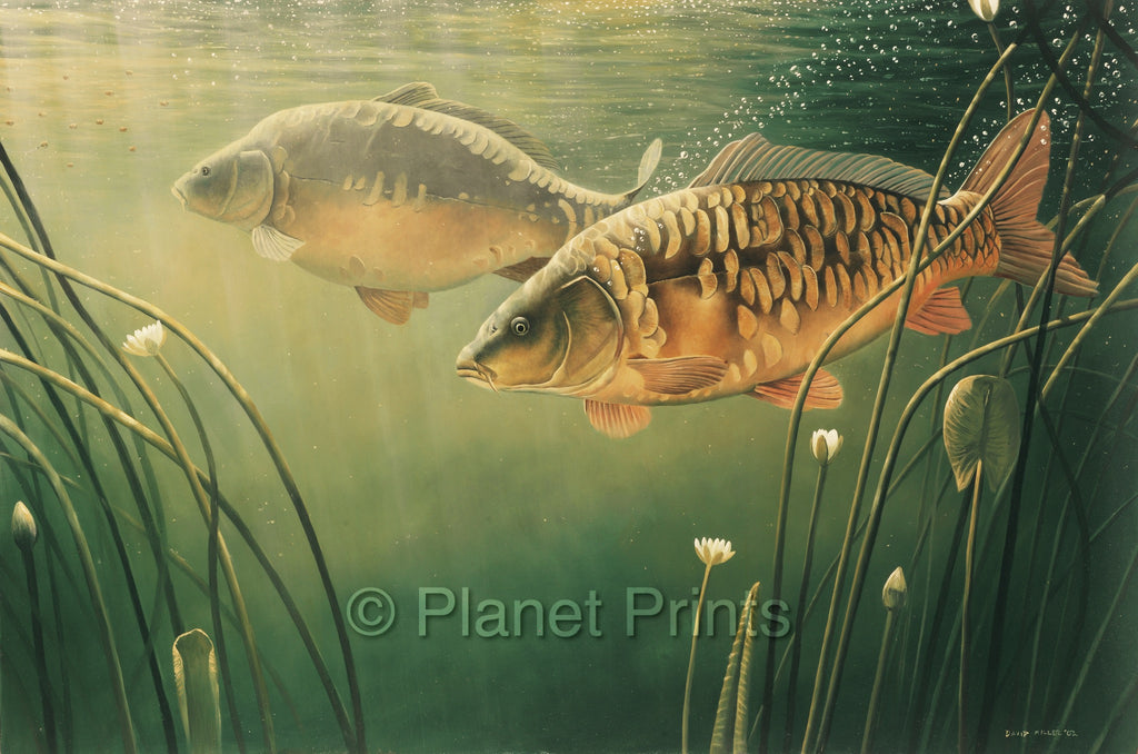 Mirror-Mirror by David Miller, Carp Art – Planet Prints