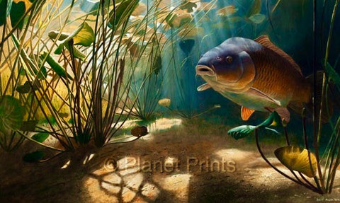 Common Carp Fish in Water Angling Illustration