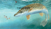 In for the Kill by David Miller, Pike and Predators