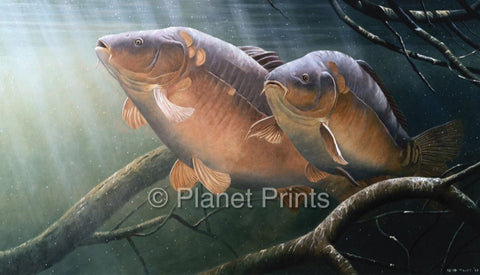 Two Carp Resting in The Snags Fishing Art
