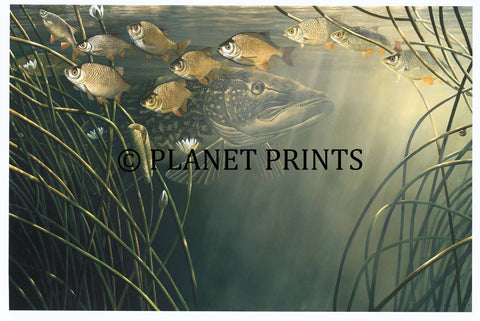 Pike and Rudd by David Miller, Fishing Art – Planet Prints